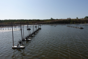 El recambio de agua en las camaroneras: ¿cuándo hacerlo?