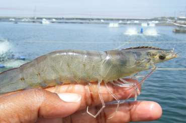 ¿Qué ventajas ofrece la cría de camarones en agua dulce?