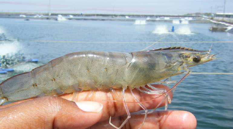 ¿Qué ventajas ofrece la cría de camarones en agua dulce?