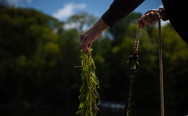 ¿Qué causa la caída del pH en un criadero de camarones?