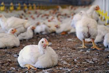 ¿Cómo iniciarse en la cría de gallinas?