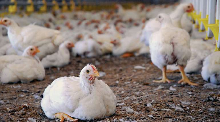 ¿Cómo iniciarse en la cría de gallinas?