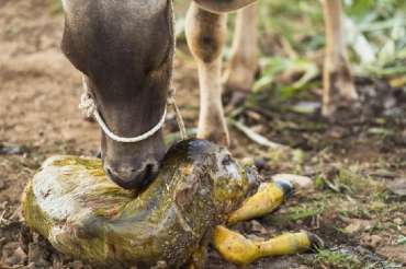 Cuidados de la ternera recién nacida