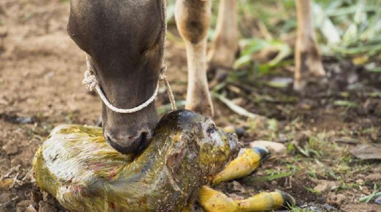 Cuidados de la ternera recién nacida