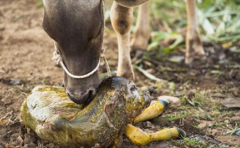 Cuidados de la ternera recién nacida