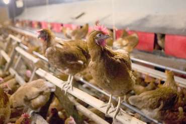 Perchas en los gallineros: importancia para la cría de gallinas