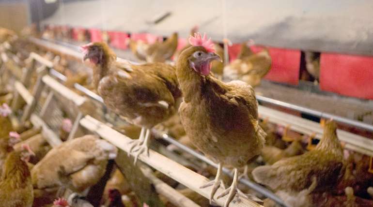 Perchas en los gallineros: importancia para la cría de gallinas