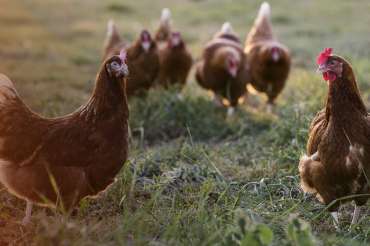 ¿Cómo funciona una granja de gallinas ponedoras?