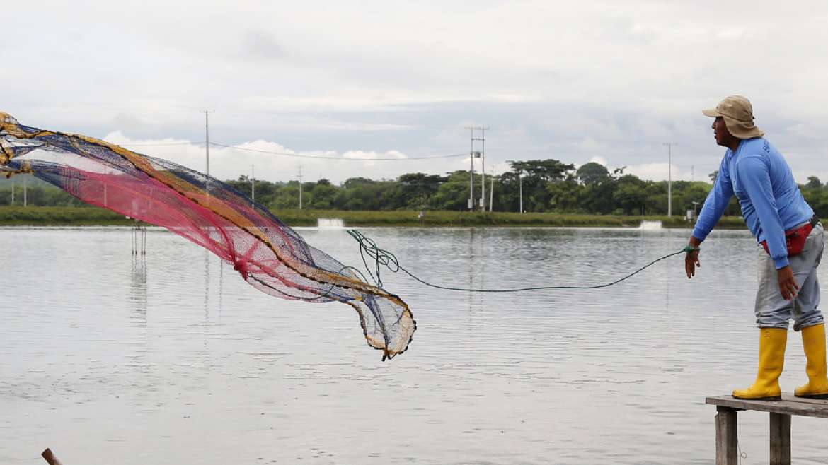 ¿Por qué es clave la hidroestabilidad del alimento para camarones?