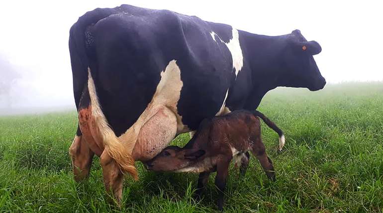 La importancia del manejo del calostro para evitar infecciones