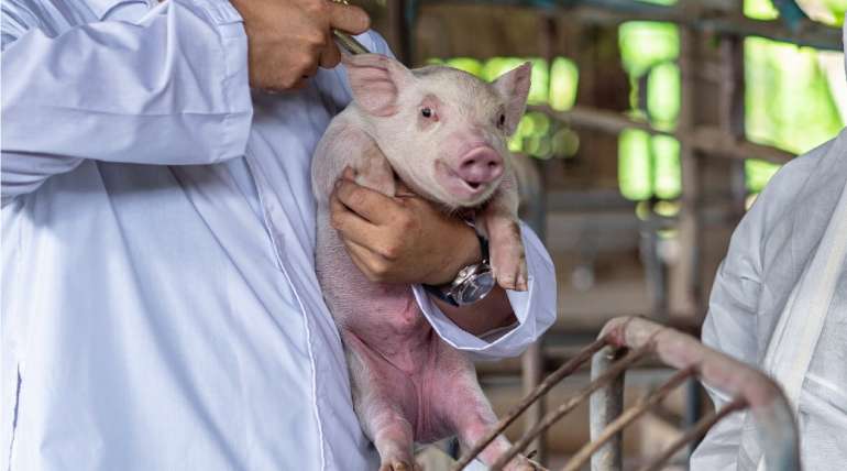 ¿Es posible reducir los antibióticos en la cría de cerdos?