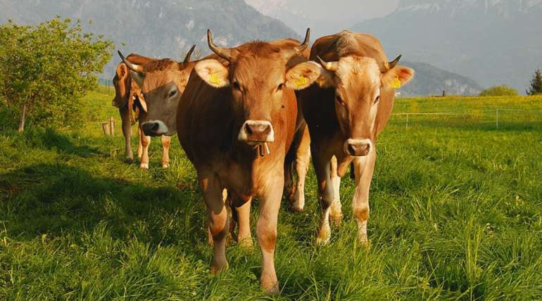 Brown Swiss: ¿por qué son ideales para la ganadería lechera?