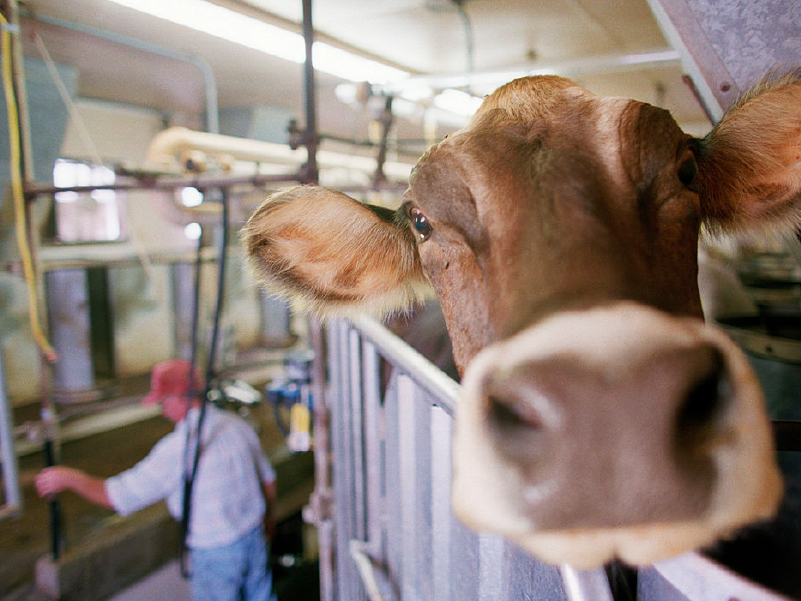 hato lechero brown swiss