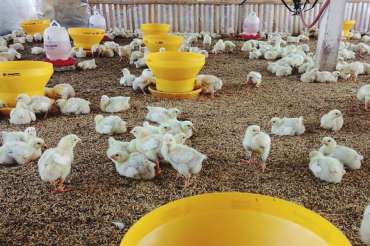 Manejo de camas en granjas de aves de engorde