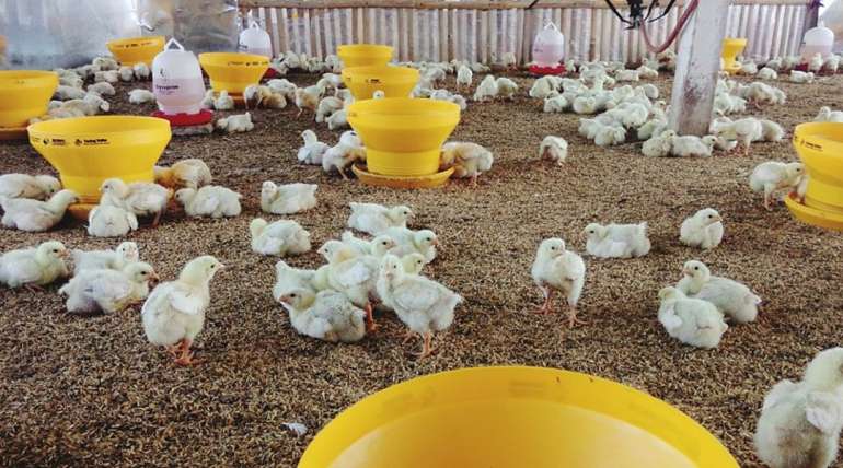 Manejo de camas en granjas de aves de engorde