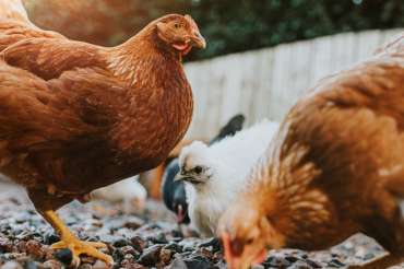 Recomendaciones para una adecuada reproducción de gallinas