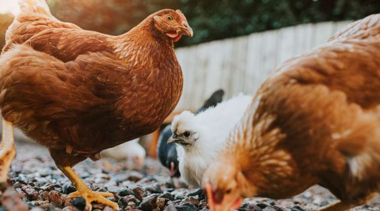 Recomendaciones para una adecuada reproducción de gallinas