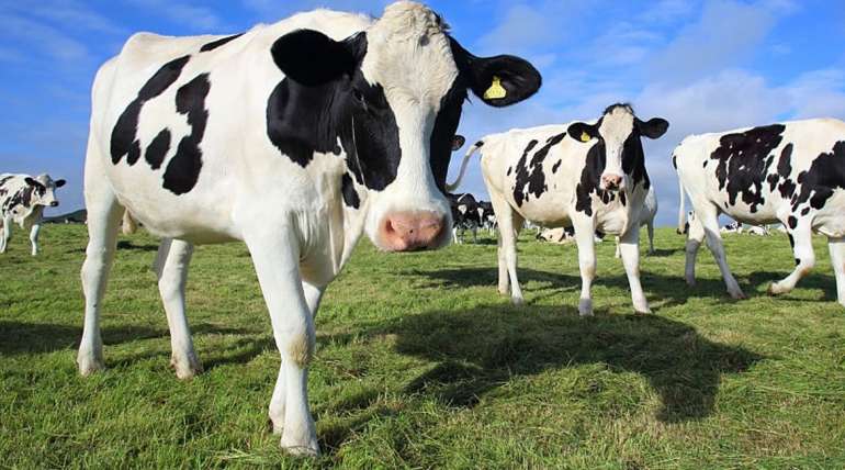 Crianza y desarrollo de vaquillas o vaconas de reemplazo de lechería