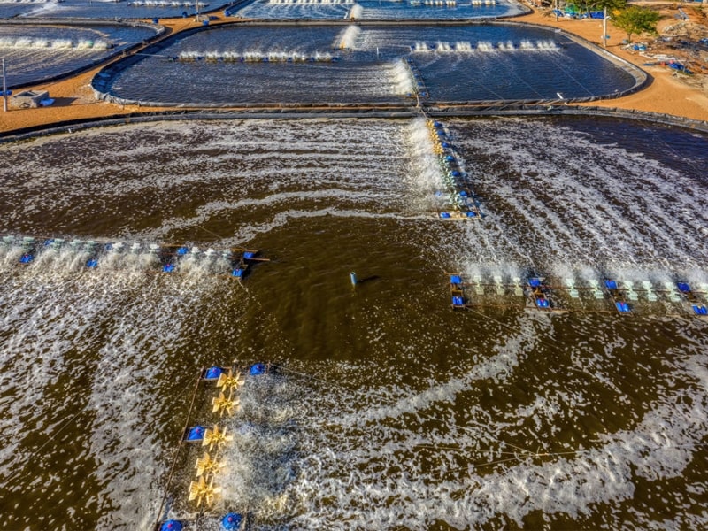 aeradores en un cultivo de camarón sostenible