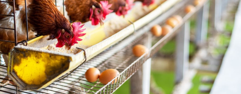 producción de gallinas ponedoras