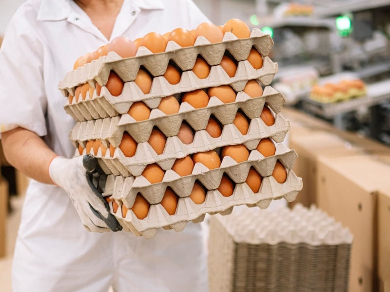 Avicultura en Ecuador huevos