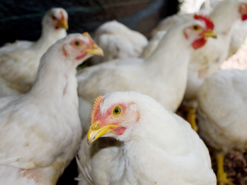 pollos de engorde en Ecuador