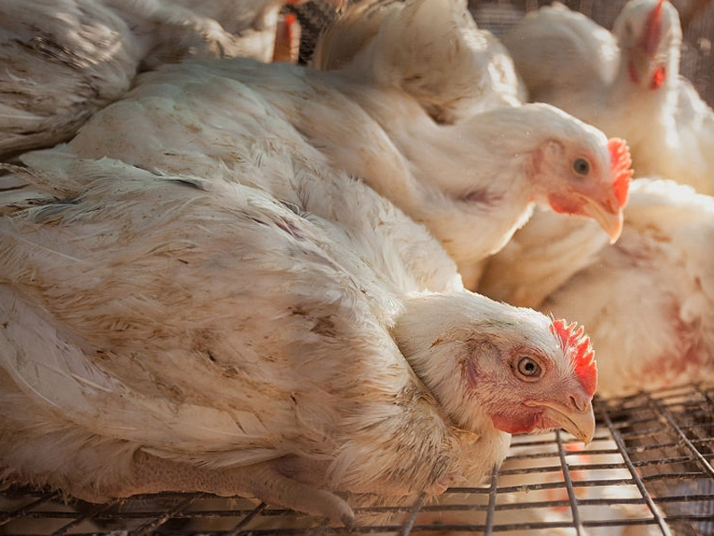 alimento finalizador de engorde para pollos