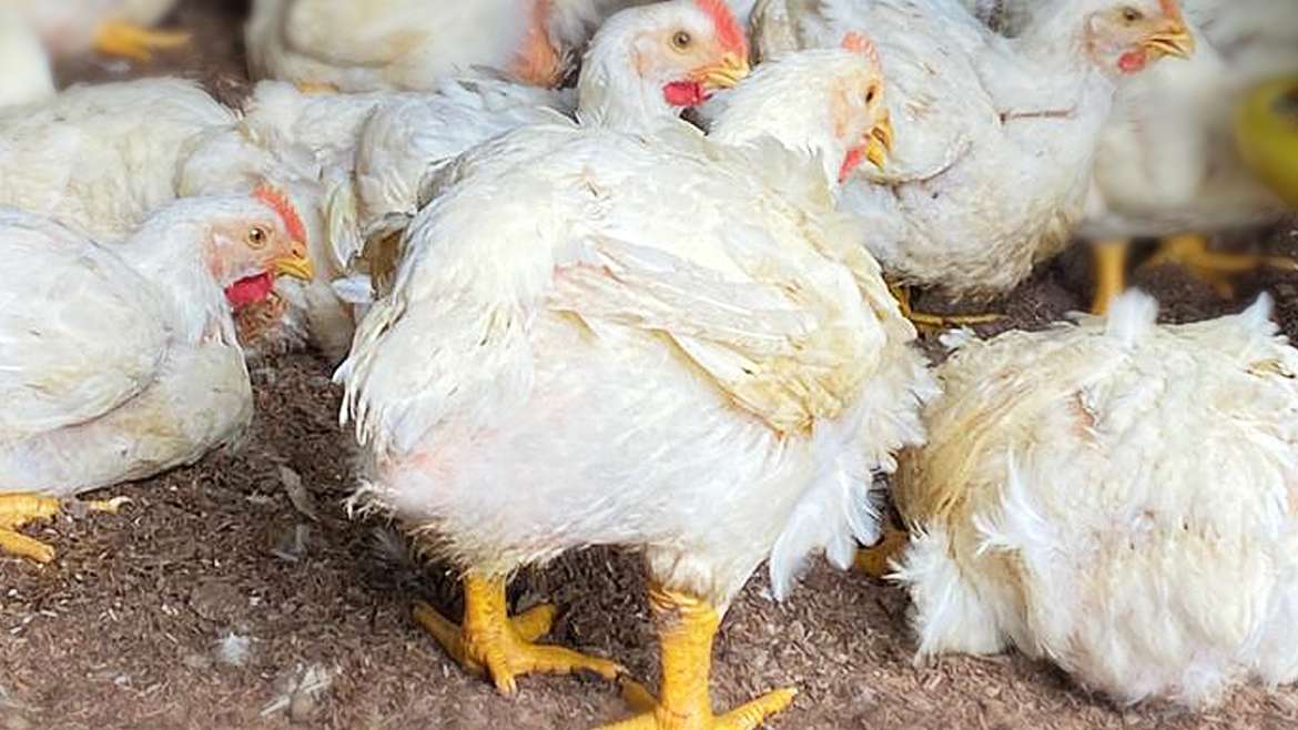 Mitos de la avicultura: ¿hormonas en pollos?