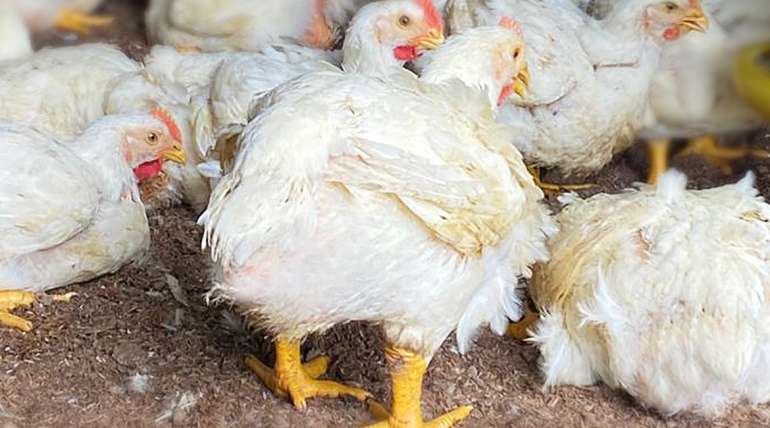 Mitos de la avicultura: ¿hormonas en pollos?