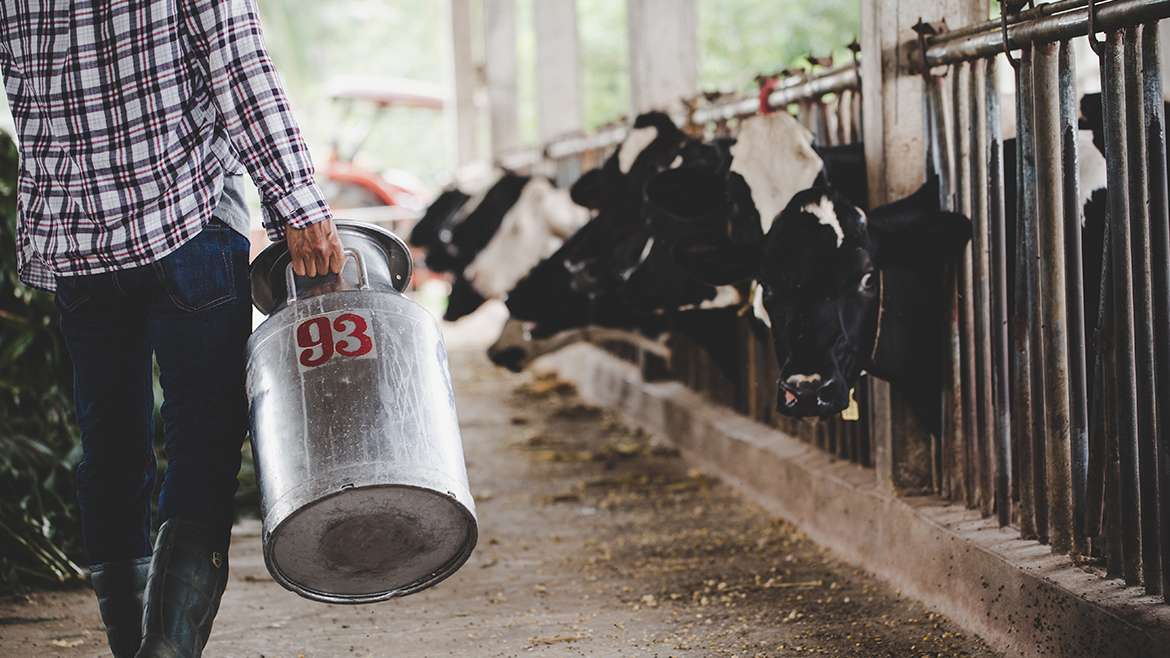 La importancia de la higiene en la cría de vacas lecheras