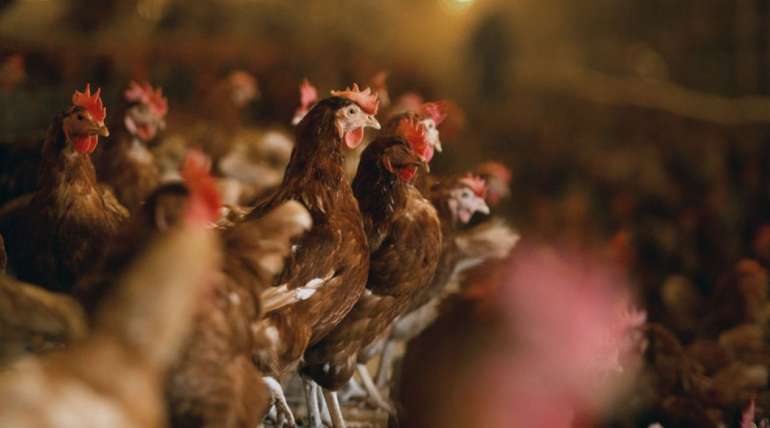 ¿Por qué dar un alimento por etapas a gallinas ponedoras?