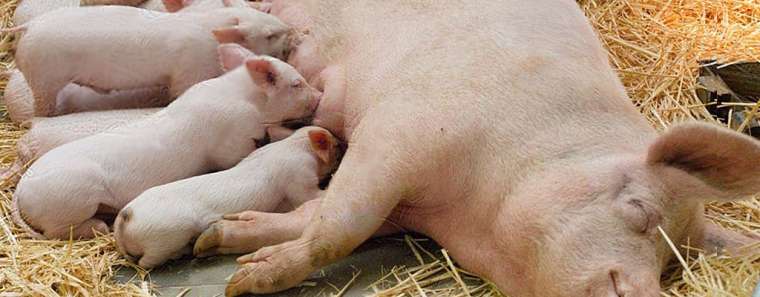 Mochasa: 7 Tips for Piglet Management - Seaboard Overseas and Trading Group