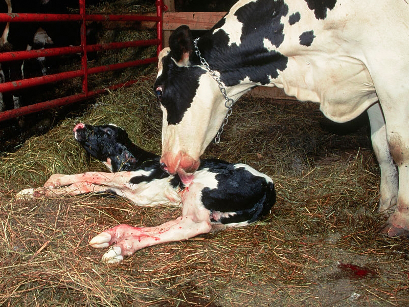 ternera recién nacida con su vaca madre