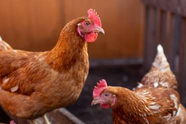 5 consejos para iniciar un criadero de gallinas