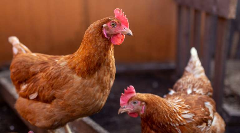 5 consejos para iniciar un criadero de gallinas