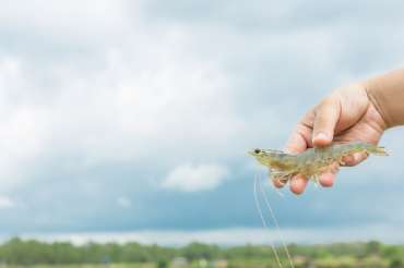 ¿Ventajas al reducir la densidad de camarones?