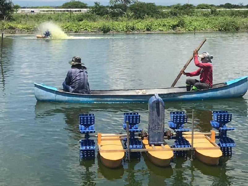 trabajar en una camaronera