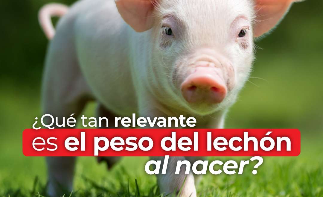 ¿Qué tan importante es el peso del lechón al nacer?