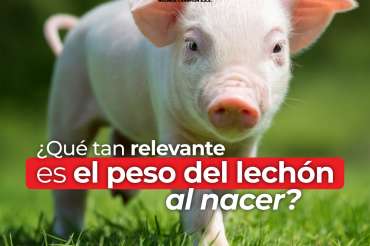 ¿Qué tan importante es el peso del lechón al nacer?