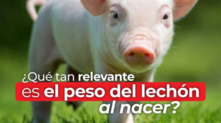 ¿Qué tan importante es el peso del lechón al nacer?