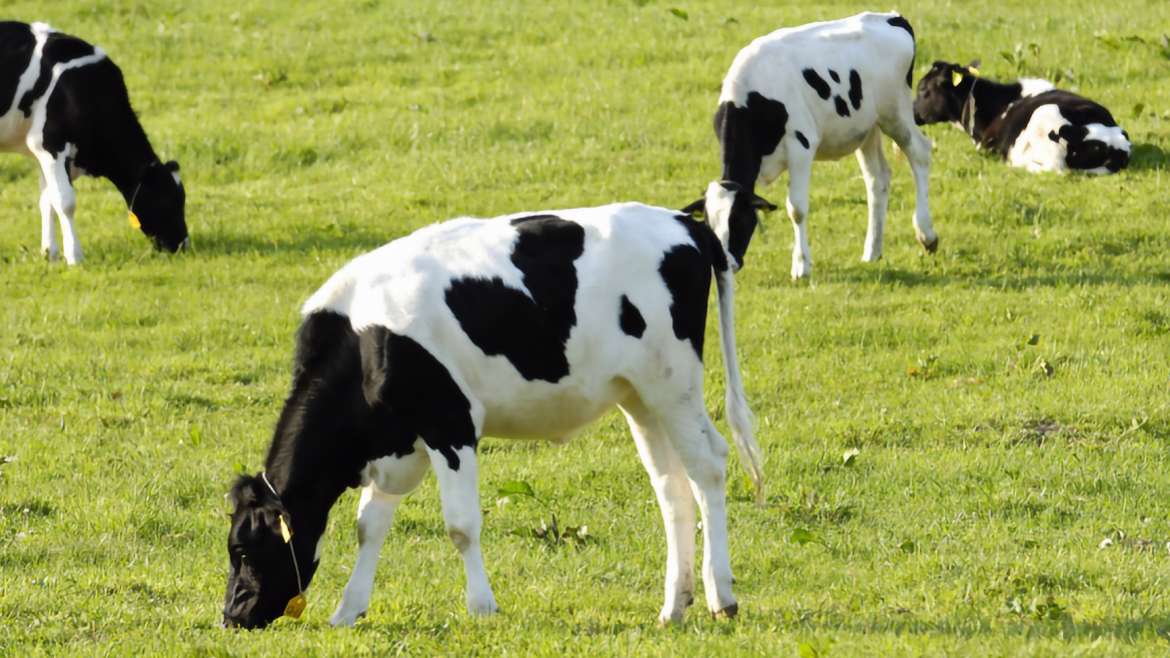 ¿Qué factores influyen en la producción de leche?