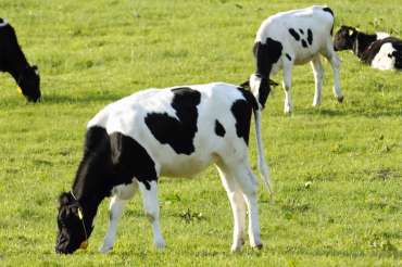 ¿Qué factores influyen en la producción de leche?