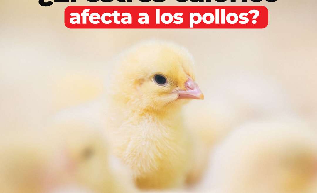 ¿El estrés calórico afecta a los pollos?