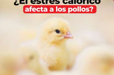 ¿El estrés calórico afecta a los pollos?