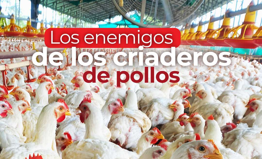 Los enemigos de los criaderos de pollos