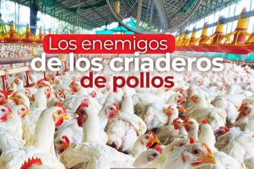 Los enemigos de los criaderos de pollos