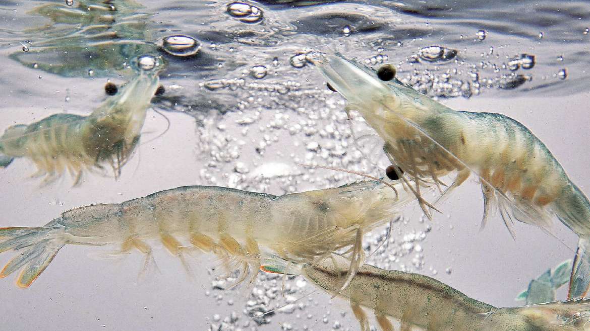 El poder del ácido biliar en la salud y crecimiento de los camarones