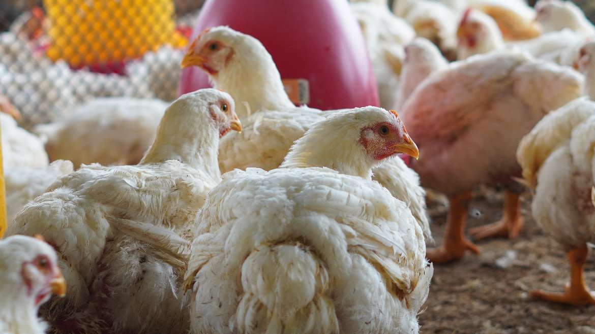 Protege la Salud de tus Aves mediante la bioseguridad en tus granjas