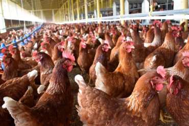 5 claves para maximizar la productividad y el bienestar de las gallinas ponedoras