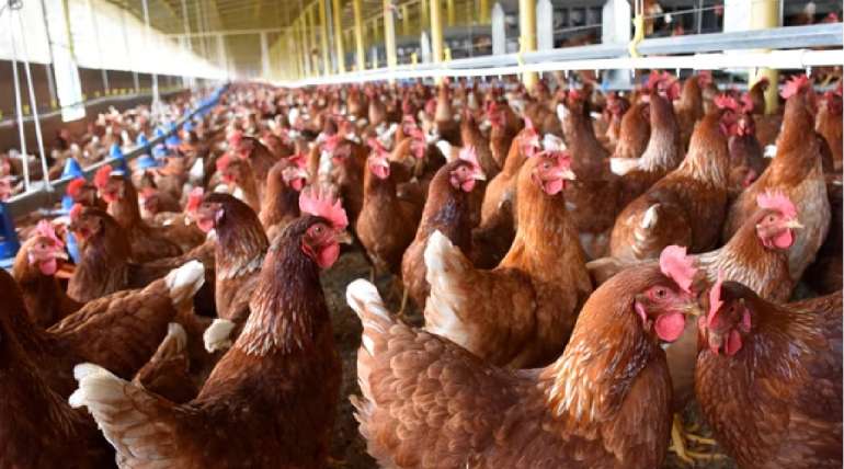 5 claves para maximizar la productividad y el bienestar de las gallinas ponedoras